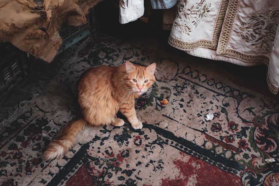 A fluffy ginger cat sits on an ornate vintage rug indoors, surrounded by detailed textiles.